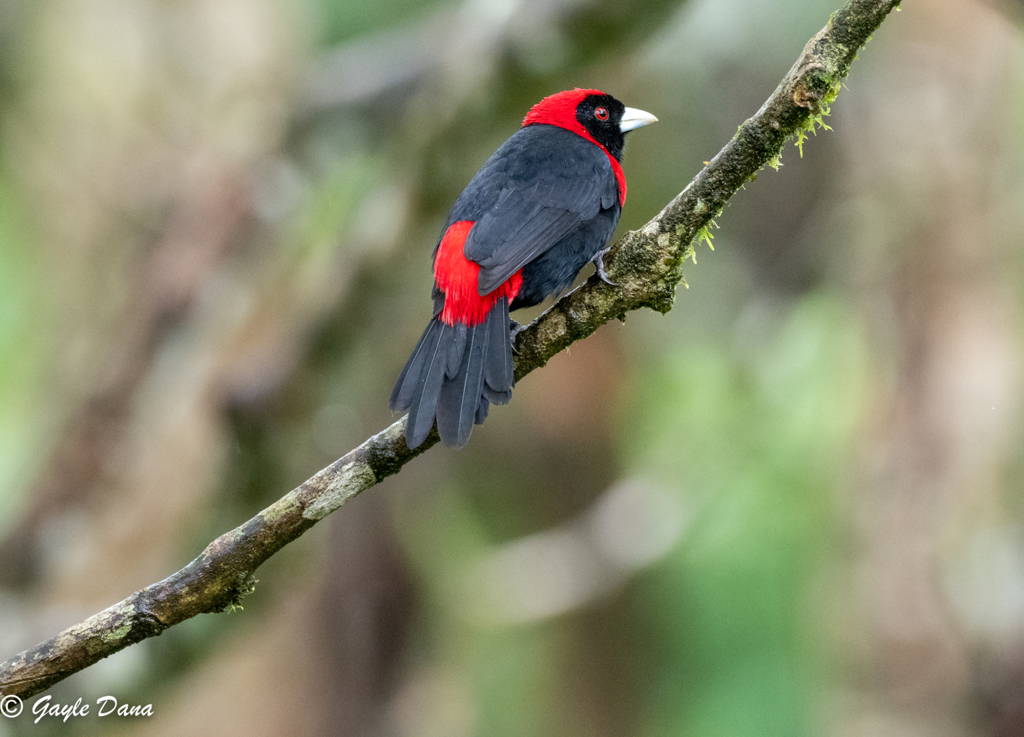 Crimson collared Tanager